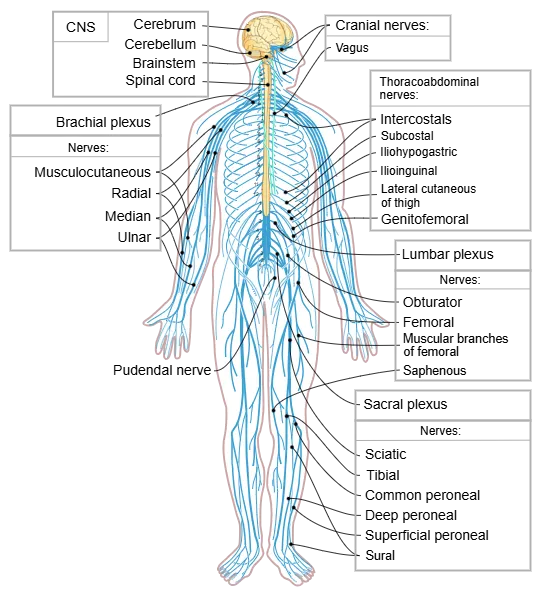nervous system diagram en
